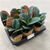 FICUS 11 CM ELASTICA SOFIA 1X9